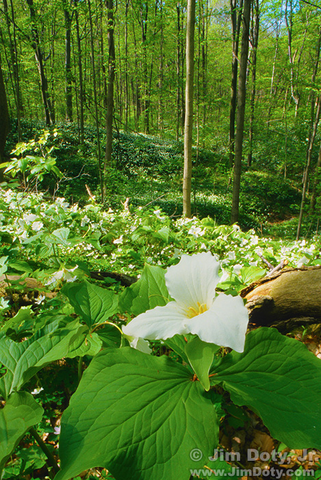 Trillium Ravine Nature Preserve. Michigan.