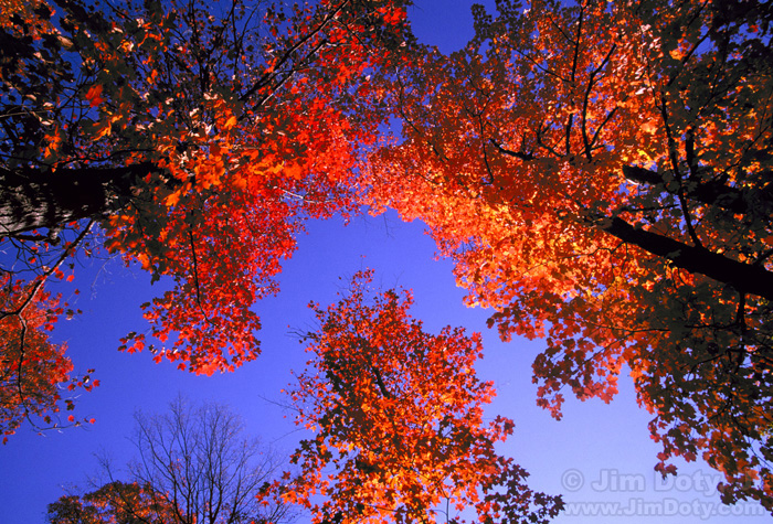 Fall Maple Leaves, Michigan's U.P.