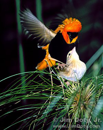 Bishop's Weavers Mating, Grand Rapids Michigan. October 14, 1998
