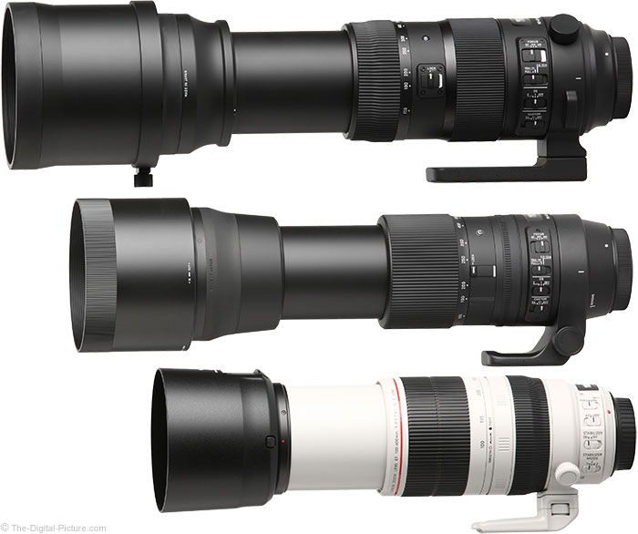 Sigma 150-600mm Sports and Contemporary Comparison to Canon. Photo by The Digital Picture