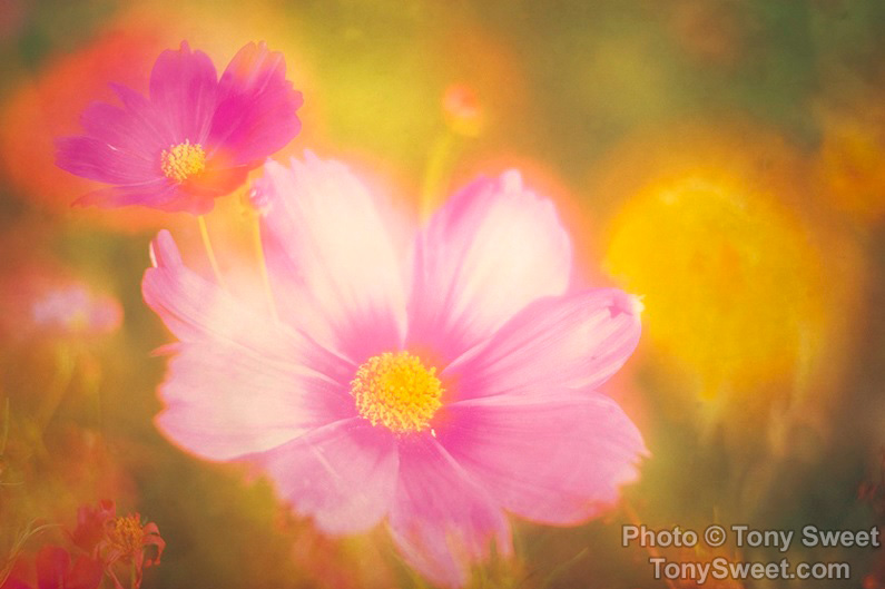 "Pink Cosmos Double" by Tony Sweet