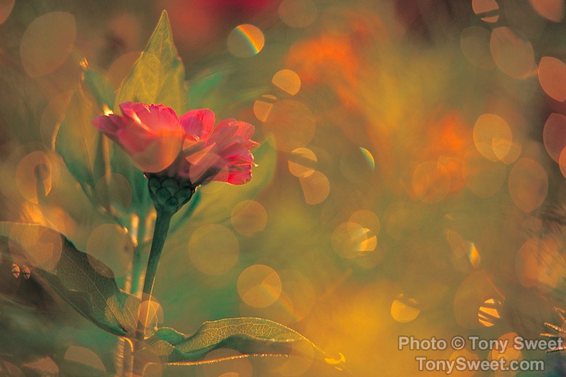 "Flower and Backlit Dew" by Tony Sweet