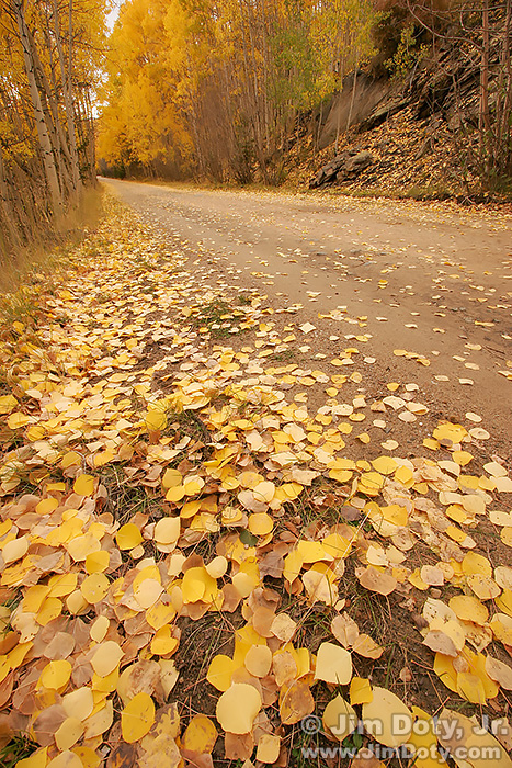 Aspen Leaves, Marshall Pass, Colorado