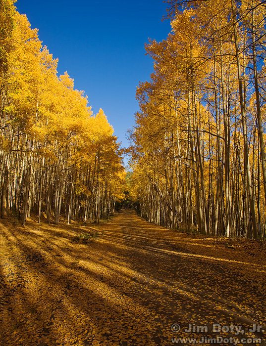 Aspen, Marshall Pass, Colorado