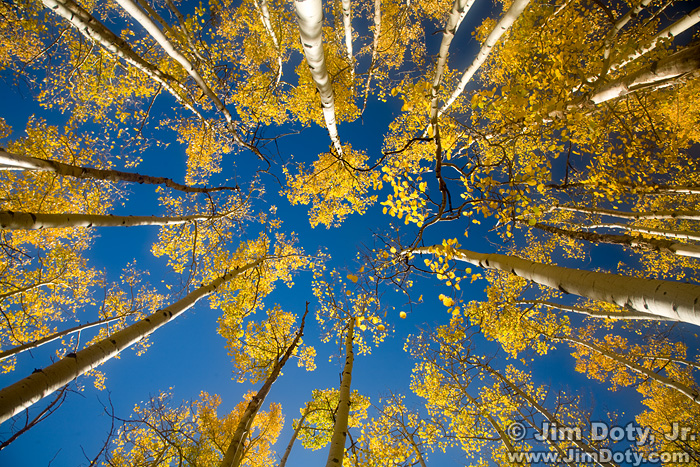 Aspen, Marshall Pass, Colorado