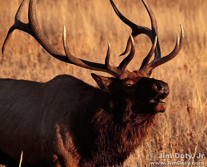 Bull Elk Bugling, Moraine Pk, RMNP
