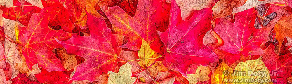 Blog.JimDoty.com