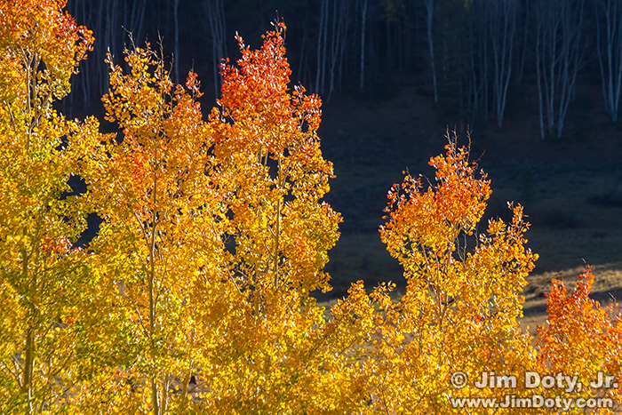 Aspen, Marshall Pass, Colorado