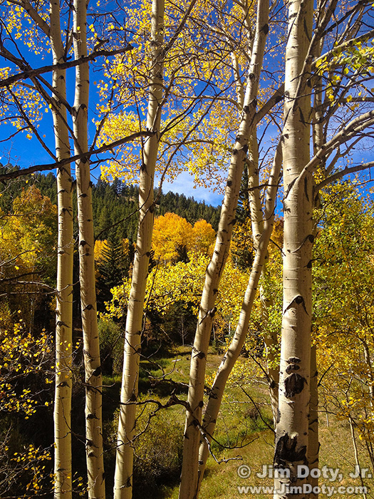 Aspen on the road to O'Haver Lake, Colorado.