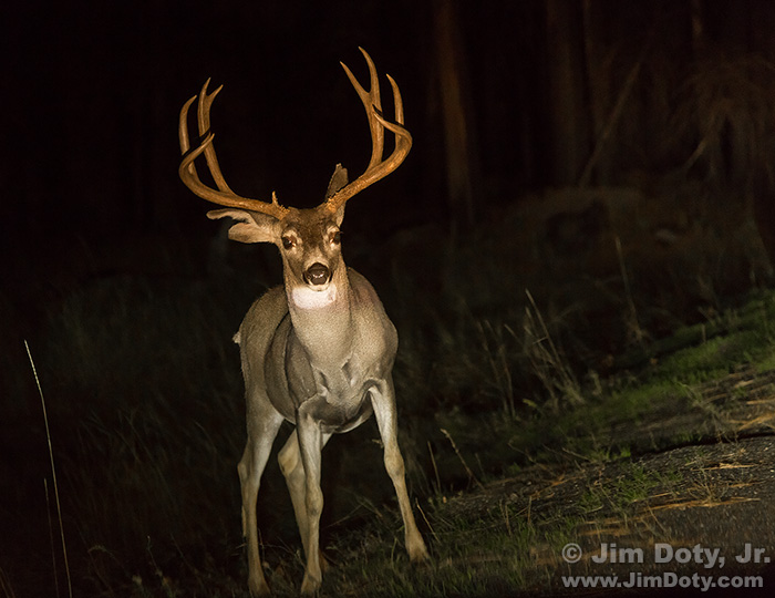Deer in the headlights. Yosemite Valley.