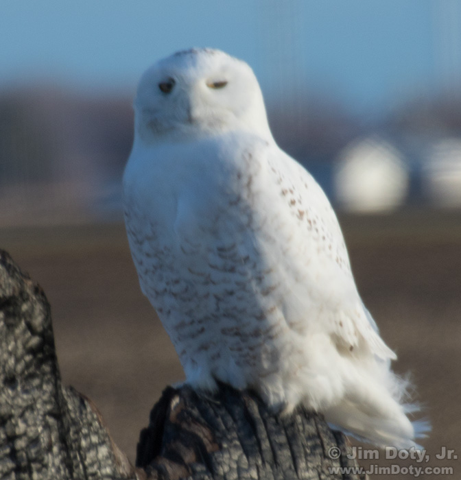 Breeze Blurred Snowy Owl Image