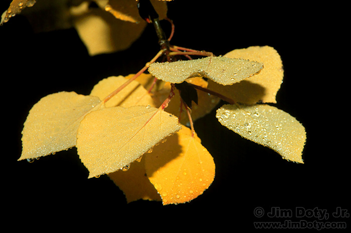 Dew Covered Aspen Leaves, Colorado