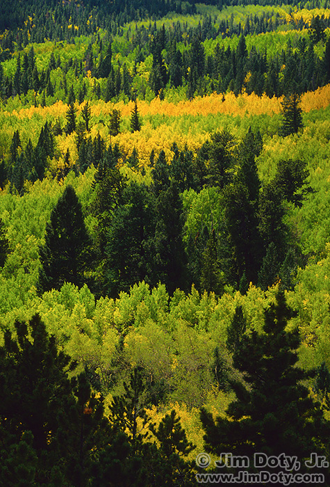 Aspen and Evergreens, Marshall Pass, Colorado. September 25, 1990