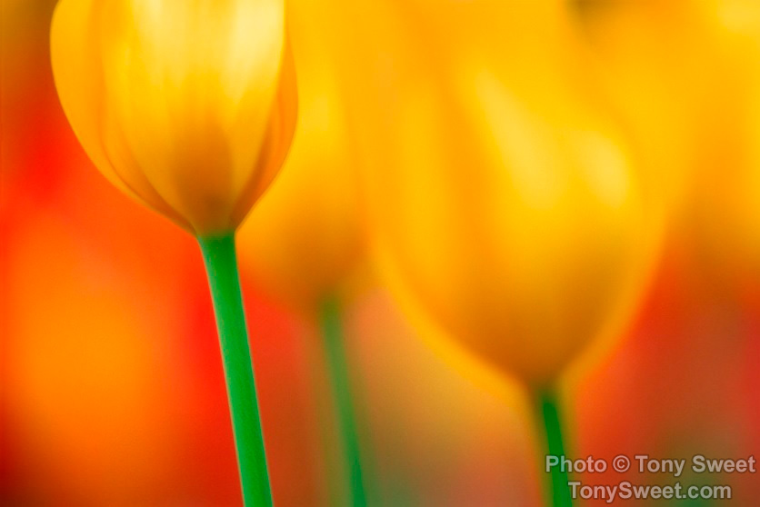 "Tulips" by Tony Sweet